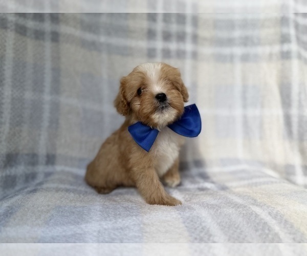 Medium Photo #11 Cavapoo (Miniature) Puppy For Sale in LAKELAND, FL, USA