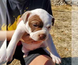 American Pit Bull Terrier Puppy for sale in MOUNTAIN HOME, TX, USA