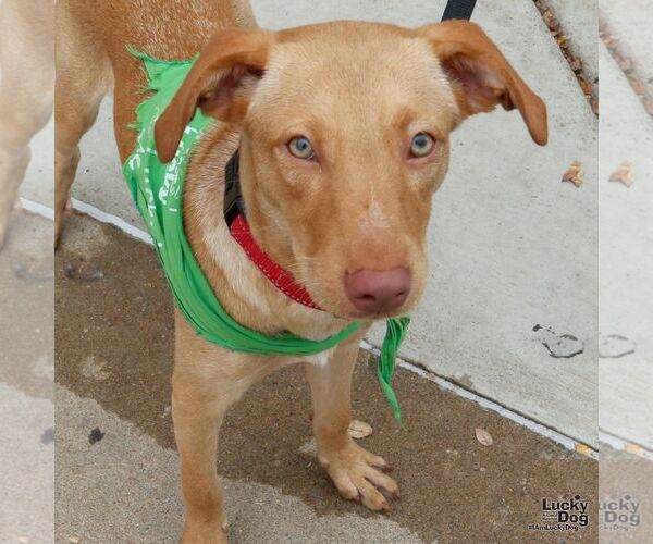 Medium Photo #3 Labrador Retriever-Retriever  Mix Puppy For Sale in Washington, DC, USA