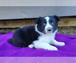 Small #3 Border Collie