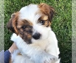 Small #4 Cava-Tzu