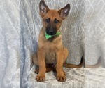 Small Photo #4 Malinois Puppy For Sale in LAKELAND, FL, USA