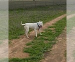 Small Photo #33 Dogo Argentino Puppy For Sale in RYAN, OK, USA