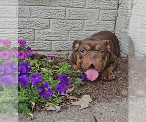 Bulldog Puppy for sale in INDIANAPOLIS, IN, USA