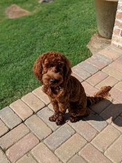 Australian Labradoodle Puppy for sale in FRISCO, TX, USA