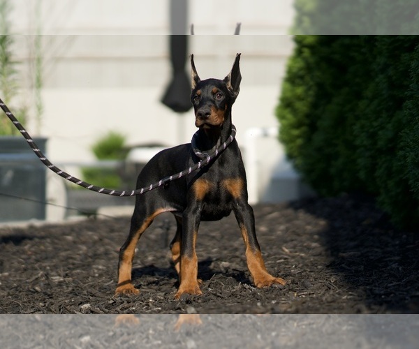 Medium Photo #29 Doberman Pinscher Puppy For Sale in WARSAW, IN, USA