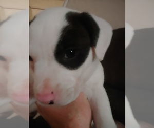 American Pit Bull Terrier Puppy for sale in OLYMPIA, WA, USA