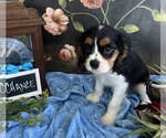 Small #1 Cavalier King Charles Spaniel