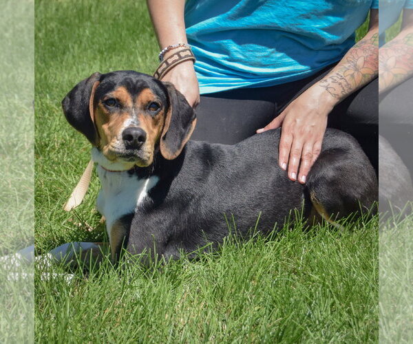 Medium Photo #4 Treeing Walker Coonhound Puppy For Sale in Huntley, IL, USA