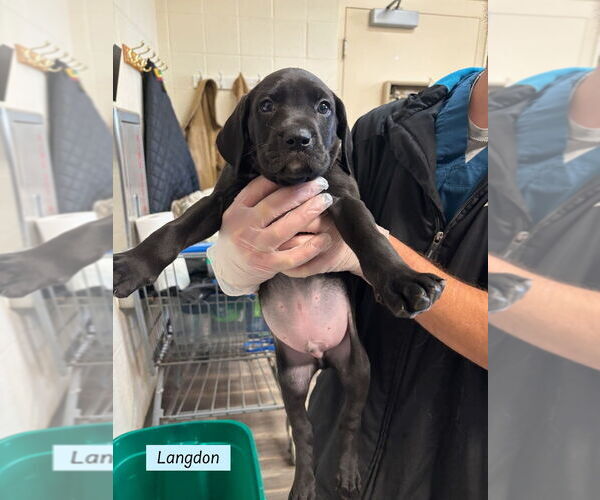 Medium Photo #1 Boweimar Puppy For Sale in Brewster, NY, USA