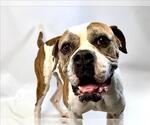 Small #1 American Bulldog