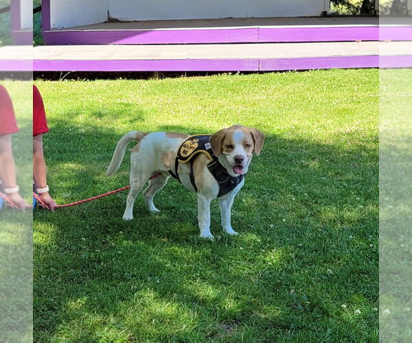 Medium Photo #3 Mutt Puppy For Sale in Sequim, WA, USA