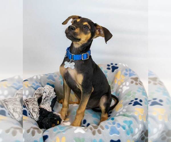 Medium Photo #5 Mutt Puppy For Sale in Kennesaw, GA, USA