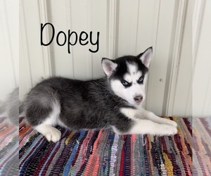 Siberian Husky Puppy for sale in DEARBORN, MO, USA