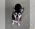 Small #2 Mutt