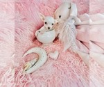 Chihuahuas - Female Chihuahua Puppy for Sale - Photo #8