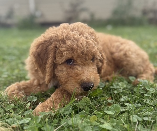 Medium Photo #1 Goldendoodle (Miniature) Puppy For Sale in NEWPORT, MN, USA