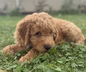 Goldendoodle (Miniature) Puppy for sale in NEWPORT, MN, USA