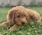Small Goldendoodle (Miniature)