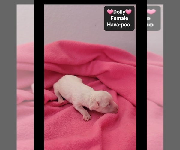 Medium Photo #3 Havapoo Puppy For Sale in TUCSON, AZ, USA