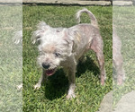 Small #1 Poodle (Miniature) Mix