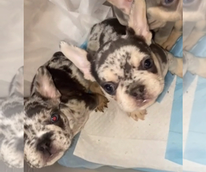 French Bulldog Puppy for sale in ELGIN, IL, USA