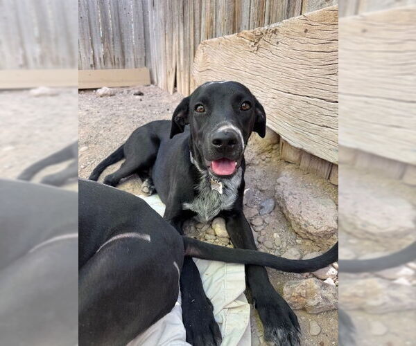 Medium Photo #2 Rottweiler-Unknown Mix Puppy For Sale in Williamsburg, NM, USA
