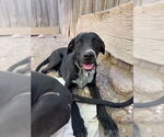 Small #1 Rottweiler Mix