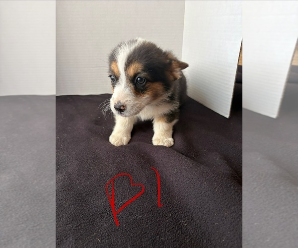 Medium Photo #4 Pembroke Welsh Corgi Puppy For Sale in WATERTOWN, WI, USA