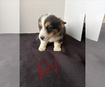 Small #3 Pembroke Welsh Corgi