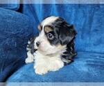 Small #19 Morkie