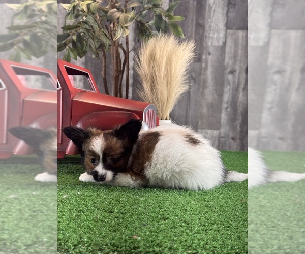 Medium Photo #3 Papillon Puppy For Sale in CANOGA, NY, USA