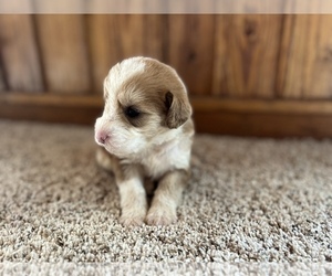 Aussiedoodle Puppy for Sale in NEOLA, West Virginia USA