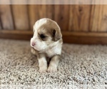 Small Photo #1 Aussiedoodle Puppy For Sale in NEOLA, WV, USA