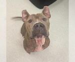 Small American Staffordshire Terrier