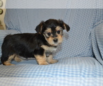 Puppy Tim Yorkshire Terrier-Zuchon Mix
