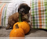 Puppy 6 Bullmastiff-Saint Bernard Mix