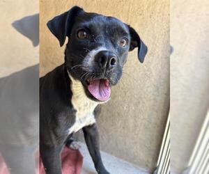 Puggle Dogs for adoption in Oklahoma City, OK, USA