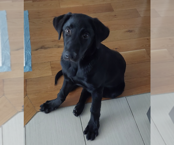 Medium Photo #4 Labrador Retriever Puppy For Sale in Brooklyn, NY, USA