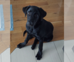 Small #3 Labrador Retriever