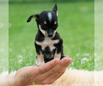 Small #1 Chihuahua