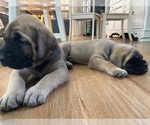 Small #3 Mastiff