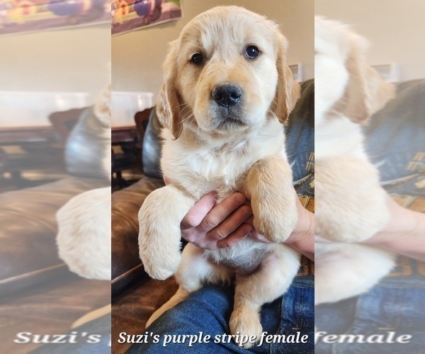 Medium Photo #3 Golden Retriever Puppy For Sale in KINGMAN, AZ, USA