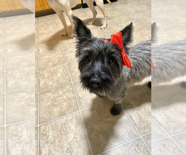 Medium Photo #4 Cairn Terrier-Unknown Mix Puppy For Sale in Springdale, PA, USA