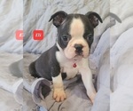 Small Photo #8 Boston Terrier Puppy For Sale in POMEROY, OH, USA