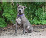 Small #1 American Staffordshire Terrier Mix