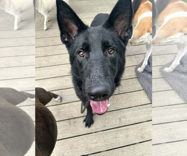 Medium Photo #3 German Shepherd Dog-Unknown Mix Puppy For Sale in Woodbury, NY, USA