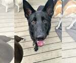 Small #2 German Shepherd Dog Mix