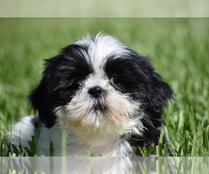Shih Tzu Puppy for sale in PALM COAST, FL, USA