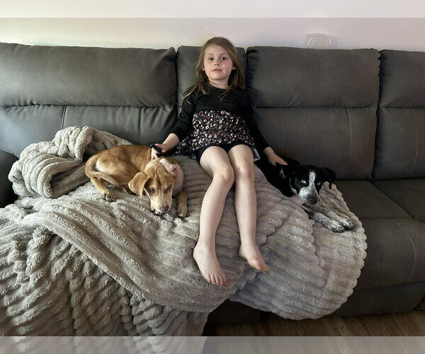 Medium Photo #3 Pointer-Unknown Mix Puppy For Sale in Woodbury, NY, USA